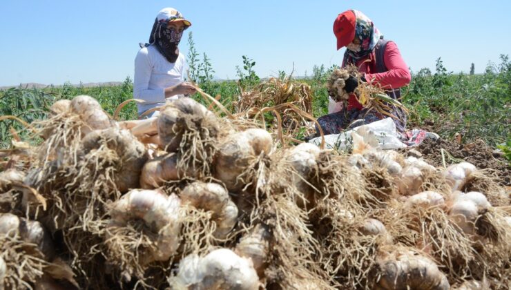 Aksaray sarımsağına İspanya’dan yatırım