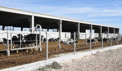 Aksaray’da kurduğu çiftlikte günlük 3 ton süt üretiyor