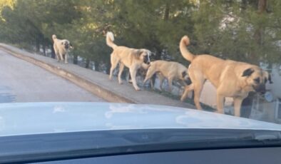 Amasya’da sokak köpekleri tedirgin ediyor