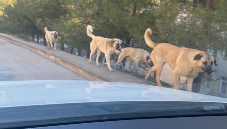 Amasya’da sokak köpekleri tedirgin ediyor