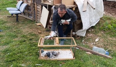 Antalya’da çalınan 95 güvercin, boş arazideki kümeste bulundu