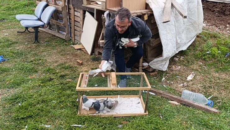Antalya’da çalınan 95 güvercin, boş arazideki kümeste bulundu