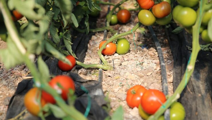 Antalya’da yetiştirilen domateslere dünyadan talep var
