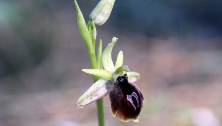 Antalya’ya özgü bitki: Sökmenin cezası 1 milyon TL’yi geçebiliyor