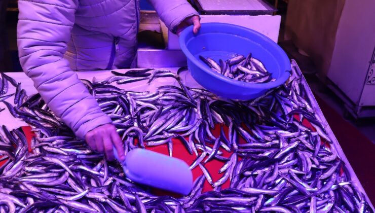 Artan sıcaklıklarda balık nasıl saklanmalı