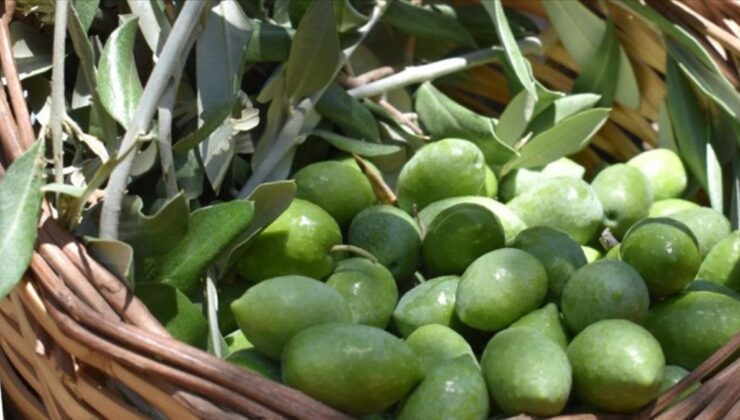 Aydın memecik zeytini AB’den coğrafi işaret tescili aldı