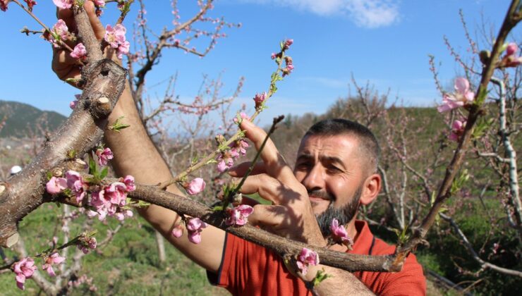 Aydın’da ‘dondurma yöntemiyle’ ağaçlar çiçek açtı