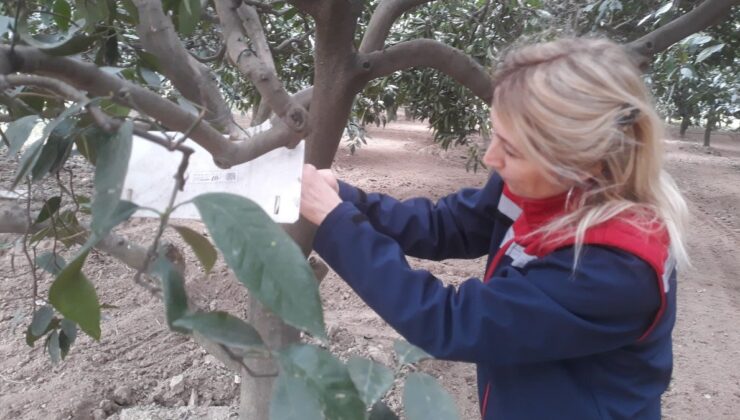 Aydın’da meyve sineğine tuzak kontrolleri yapıldı