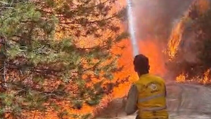 Aydın’da orman yangını çıktı