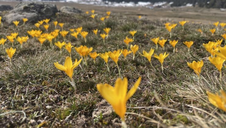 Bolu’da baharın müjdecisi çiğdemler, Sarıalan Yaylası’nda açtı