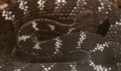 Çanakkale’de dev yılan görüldü: Yaklaşık 8 metre