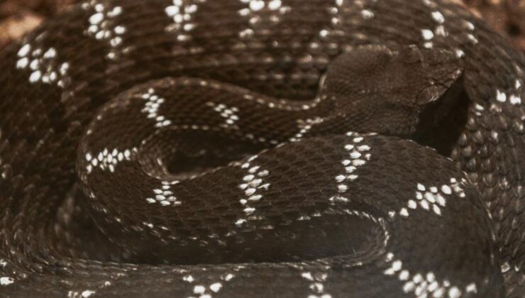 Çanakkale’de dev yılan görüldü: Yaklaşık 8 metre