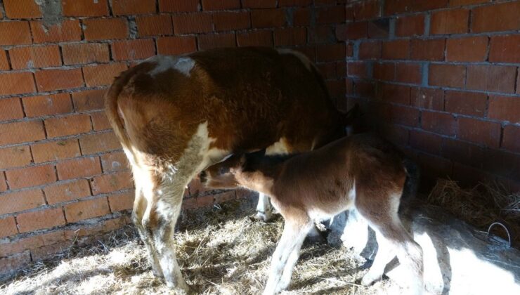 Çanakkale’de inek, annesi ölen taya ‘annelik’ yapıyor