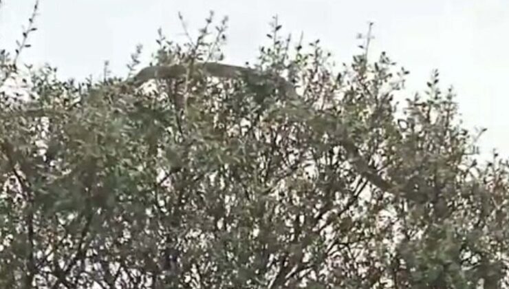 Çanakkale’de tarlasından dönerken dev yılan ile karşılaştı