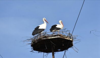 Cuma Ovası’nın göçmen misafirleri: Leylekler yuvalarına dönüyor