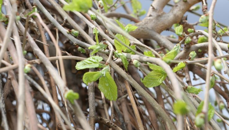 Diyarbakır’da ‘Söğüt ağaçları’ yeşermeye başladı