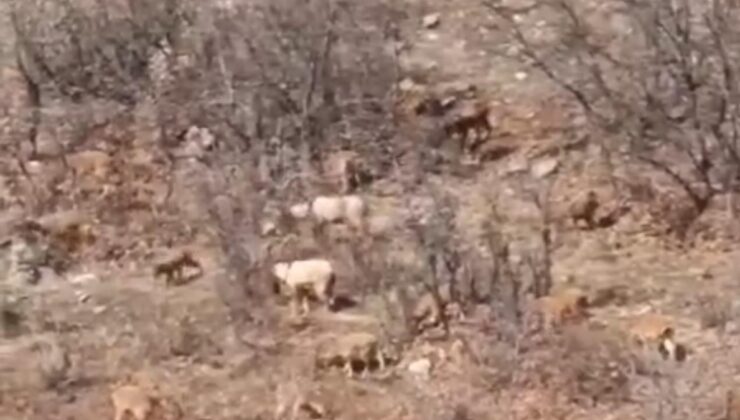 Elazığ’da dağ keçileri görüntülendi: Avlama cezası 650 bin lira