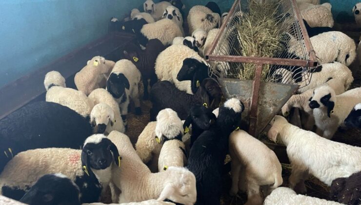 Erzincan’da 60 bin kuzu küplenecek