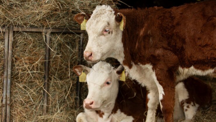 Eskişehir’de hayvancılığa 113 milyon destek