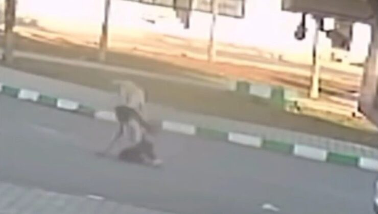 Gaziantep’te 3 öğrenciye sokak köpekleri saldırdı