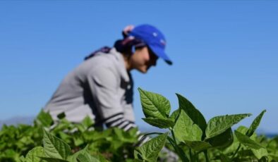 Gençlik ve Spor Bakanlığı’ndan tarımla ilgilenen gençler için özel program