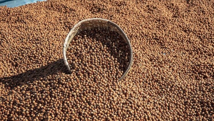 Giresun’da fındık fiyatları 132-140 lira arasında değişiyor