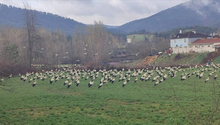 Göç yolundaki leyleklerin Bolu molası