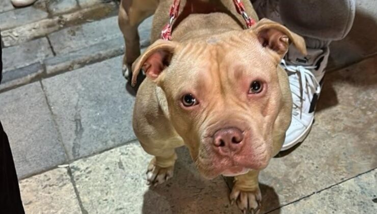 Gümüşhane’de yasaklı ırk köpek gezdiren şahsa para cezası