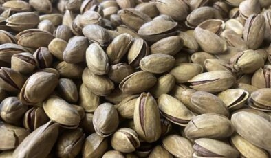 Güneydoğu Anadolu fıstık üretiminde rekor kırdı