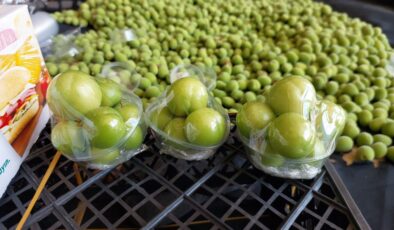 Hasat edilen ilk erikleri, Dubai ve Katarlılar yiyecek