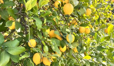 Hatay’da dondan korunan limon satışa çıktı