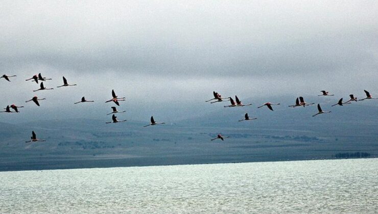 Havadaki mikroplastik kirlilik, kuşların akciğerlerinde birikiyor