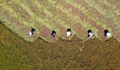 İbrahim Yumaklı: Çiftçilere 3,3 milyar lira destek bugün hesaplarda