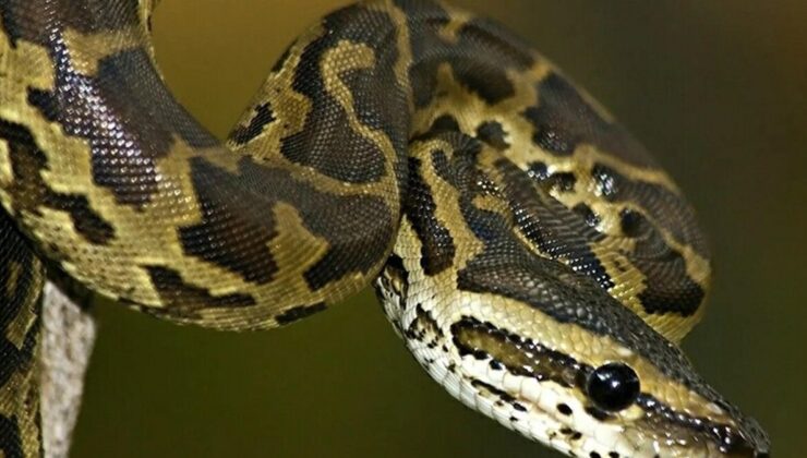 İnternetten piton satışı yapanlara hayvan başı 60 bin lira ceza