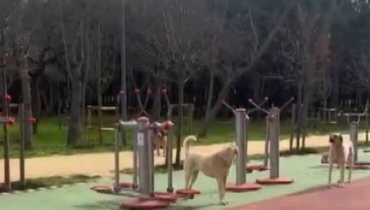 İstanbul Florya Atatürk Ormanı’nda başıboş köpek istilası