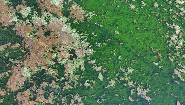 İzmir Körfezi’ni yosun bağladı