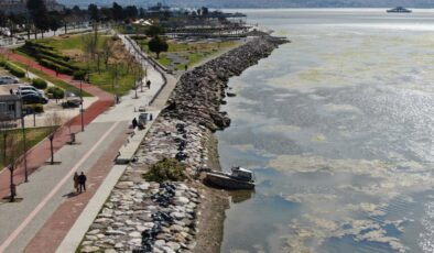 İzmir’de sahilleri deniz marulu kapladı