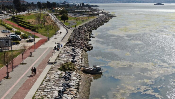 İzmir’de sahilleri deniz marulu kapladı
