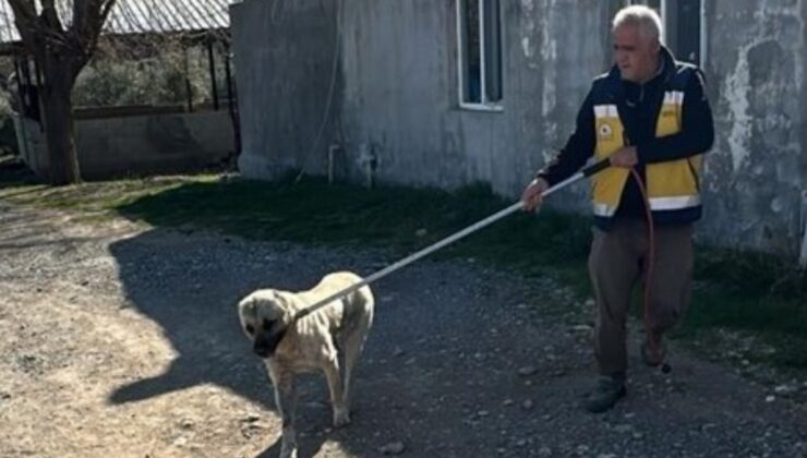 Kahta’da başıboş sokak köpekleri toplanıyor