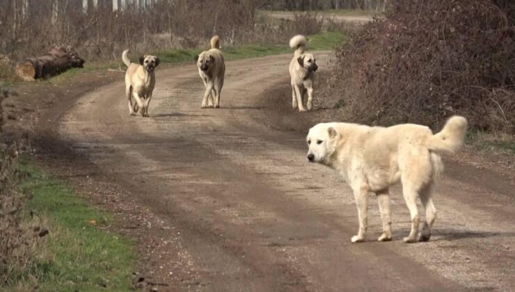 Karaman’da köpek saldırısında oğlunu kurtarmak isteyen baba yaralandı