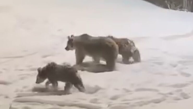 Kars’ta anne ve yavru ayılar görüntülendi