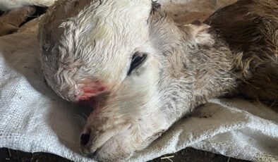 Kars’ta anomalili doğan buzağı şaşkınlığa neden oldu