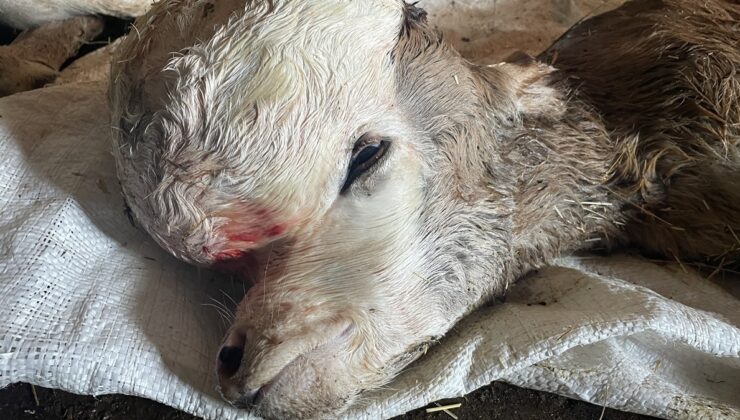 Kars’ta anomalili doğan buzağı şaşkınlığa neden oldu