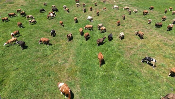 ‘Kırsalda Bereket Hayvancılığa Destek Projesi’ son başvuru tarihi yaklaştı
