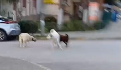 Kocaeli’de başıboş köpekler tehlike saçıyor