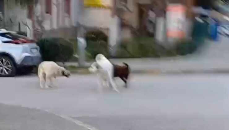 Kocaeli’de başıboş köpekler tehlike saçıyor