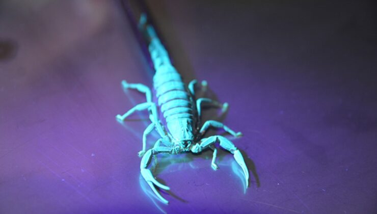 Konya’da akademisyen keşfettiği akrebe soyadını verdi