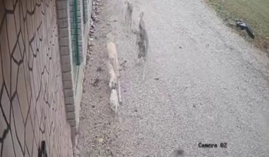 Konya’da kayıp olarak aranan kedi Mia, köpekler tarafından telef edildi