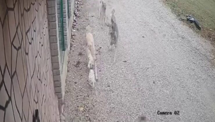 Konya’da kayıp olarak aranan kedi Mia, köpekler tarafından telef edildi