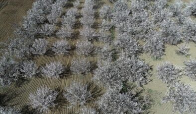 Malatya’da kayısı ağaçları çiçek açtı
